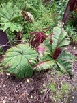 Gunnera insignis | Poor Mans Parasol & Umbrella | 50_Seeds