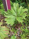Gunnera insignis | Poor Mans Parasol & Umbrella | 50_Seeds