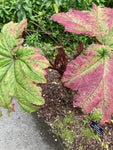 Gunnera insignis | Poor Mans Parasol & Umbrella | 50_Seeds