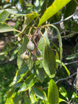 Pittosporum undulatum | Australian Cheesewood | Victorian Box | 20_Seeds