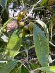 Pittosporum undulatum | Australian Cheesewood | Victorian Box | 20_Seeds