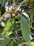 Pittosporum undulatum | Australian Cheesewood | Victorian Box | 20_Seeds