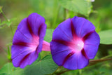 Ipomoea purpurea Grandpa Ott | Heirloom Morning Glory | 50_Seeds