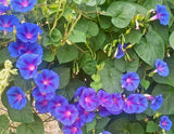 Ipomoea purpurea Grandpa Ott | Heirloom Morning Glory | 50_Seeds