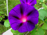 Ipomoea purpurea Grandpa Ott | Heirloom Morning Glory | 50_Seeds