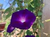 Ipomoea purpurea Grandpa Ott | Heirloom Morning Glory | 50_Seeds