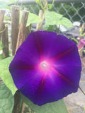 Ipomoea purpurea Grandpa Ott | Heirloom Morning Glory | 50_Seeds