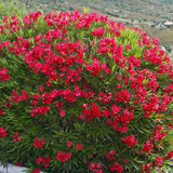 Nerium oleander Red | Rose Bay | 10_Seeds