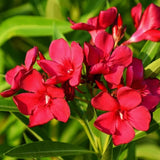 Nerium oleander Red | Rose Bay | 10_Seeds