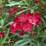 Nerium oleander Red | Rose Bay | 10_Seeds