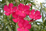 Nerium oleander Red | Rose Bay | 10_Seeds