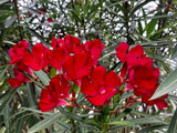 Nerium oleander Red | Rose Bay | 10_Seeds