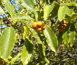 Pittosporum undulatum | Australian Cheesewood | Victorian Box | 20_Seeds