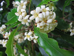 Pittosporum undulatum | Australian Cheesewood | Victorian Box | 20_Seeds