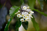 Pittosporum undulatum | Australian Cheesewood | Victorian Box | 20_Seeds