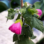 Abutilon pictum Pink | 20_Seeds