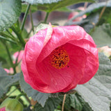Abutilon pictum Pink | 20_Seeds