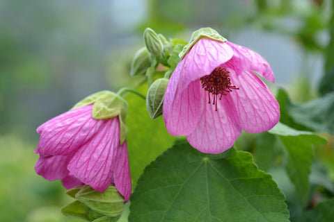 Abutilon pictum Pink | 20_Seeds