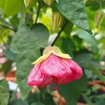 Abutilon pictum Pink | 20_Seeds