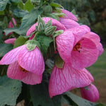 Abutilon pictum Pink | 20_Seeds