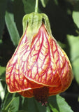 Abutilon pictum Red | Flowering Maple | Indian Mallow | Chinese Lantern | 20_Seeds