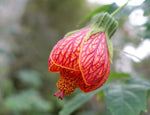 Abutilon pictum Red | Flowering Maple | Indian Mallow | Chinese Lantern | 20_Seeds