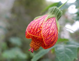Abutilon pictum Red | Flowering Maple | Indian Mallow | Chinese Lantern | 20_Seeds