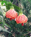Abutilon pictum Red | Flowering Maple | Indian Mallow | Chinese Lantern | 20_Seeds