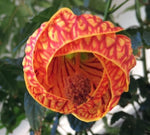 Abutilon pictum Red | Flowering Maple | Indian Mallow | Chinese Lantern | 20_Seeds