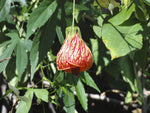 Abutilon pictum Red | Flowering Maple | Indian Mallow | Chinese Lantern | 20_Seeds