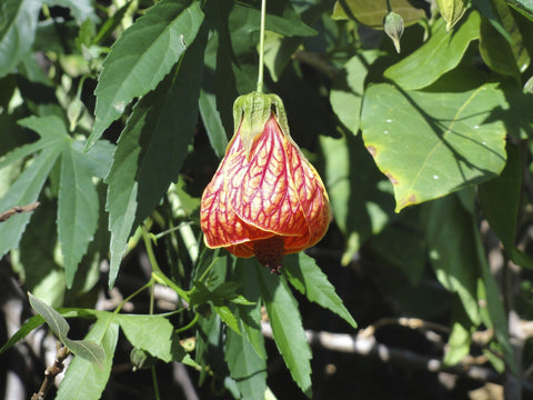Abutilon pictum Red | Flowering Maple | Indian Mallow | Chinese Lantern | 20_Seeds
