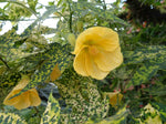 Abutilon pictum Yellow | Callianthe picta | 20_Seeds
