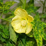 Abutilon pictum Yellow | Callianthe picta | 20_Seeds