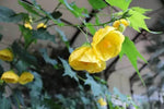 Abutilon pictum Yellow | Callianthe picta | 20_Seeds