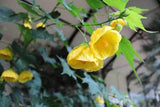 Abutilon pictum Yellow | Callianthe picta | 20_Seeds