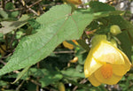 Abutilon pictum Yellow | Callianthe picta | 20_Seeds