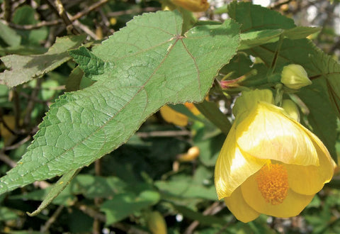 Abutilon pictum Yellow | Callianthe picta | 20_Seeds