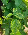 Clitoria ternatea Variegated Single Blue and White | 50_Seeds