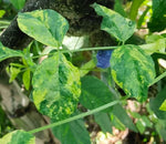 Clitoria ternatea Variegated Single Blue and White | 50_Seeds