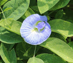 Clitoria ternatea Variegated Single Blue and White | 50_Seeds