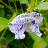 Clitoria ternatea Variegated Single Blue and White | 50_Seeds