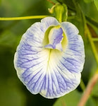 Clitoria ternatea Variegated Single Blue and White | 50_Seeds