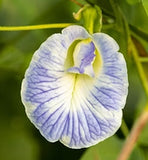 Clitoria ternatea Variegated Single Blue and White | 50_Seeds