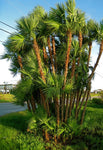Acoelorraphe wrightii | Paurotis & Everglades & Madeira Palm | 10_Seeds