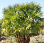 Acoelorraphe wrightii | Paurotis & Everglades & Madeira Palm | 10_Seeds