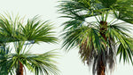 Acoelorraphe wrightii | Paurotis & Everglades & Madeira Palm | 10_Seeds