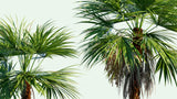 Acoelorraphe wrightii | Paurotis & Everglades & Madeira Palm | 10_Seeds