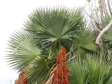 Acoelorraphe wrightii | Paurotis & Everglades & Madeira Palm | 10_Seeds