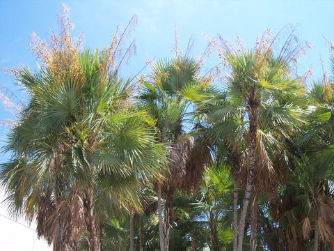 Acoelorraphe wrightii | Paurotis & Everglades & Madeira Palm | 10_Seeds