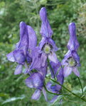 Aconitum variegatum | Devils Helmet | European Monkshood | Wolfs Bane | 10_Seeds